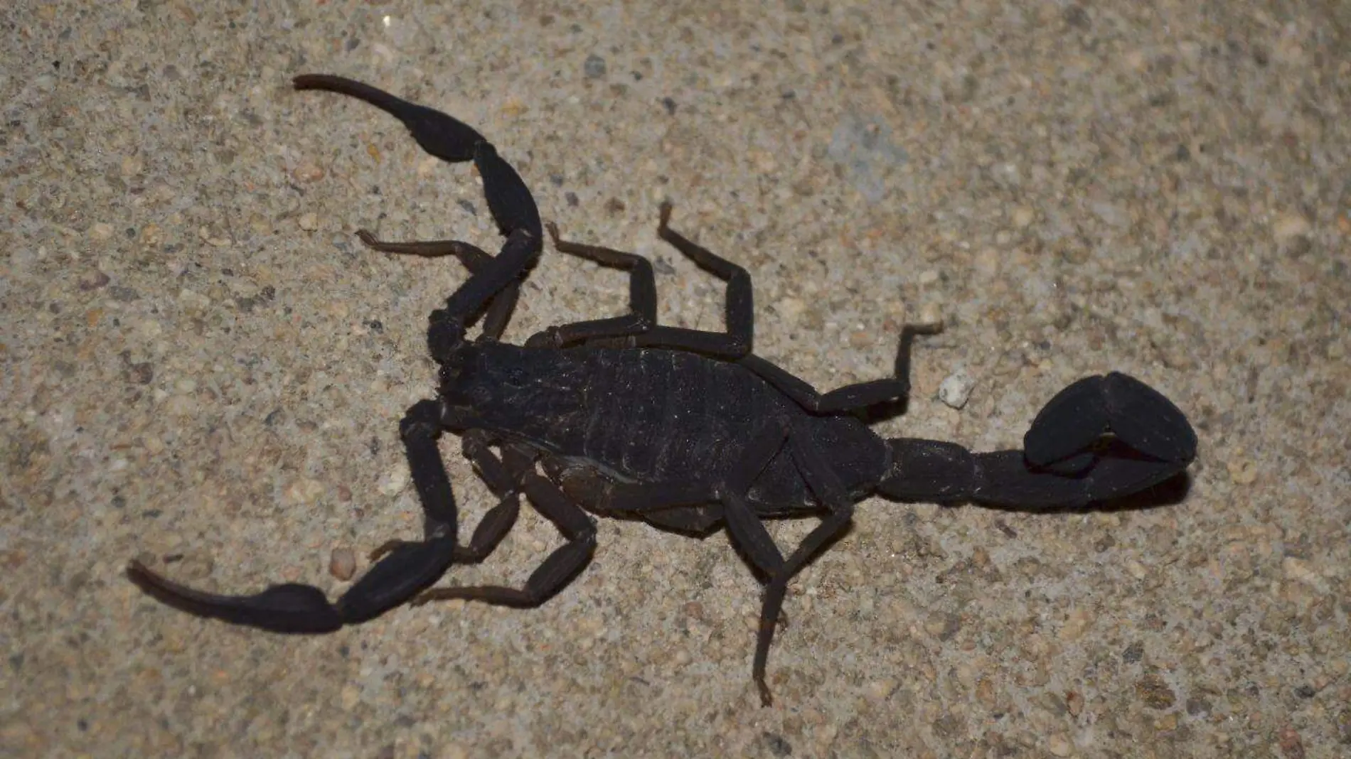 Cuidado con los alacranes en temporada de calor